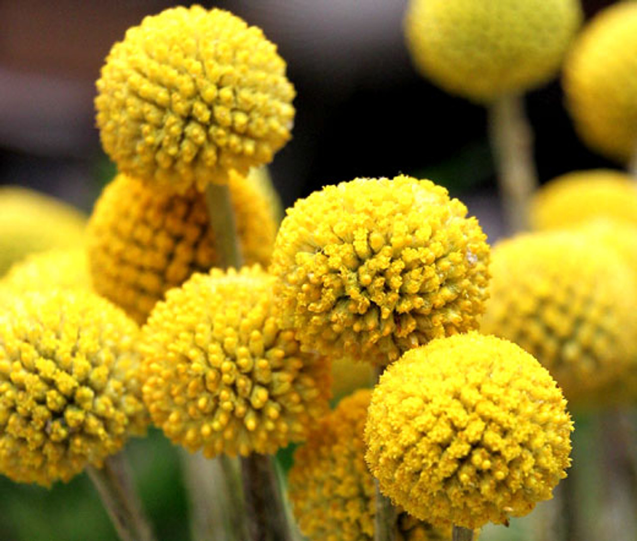 billy buttons artificial flowers faux flowers by gardengreen