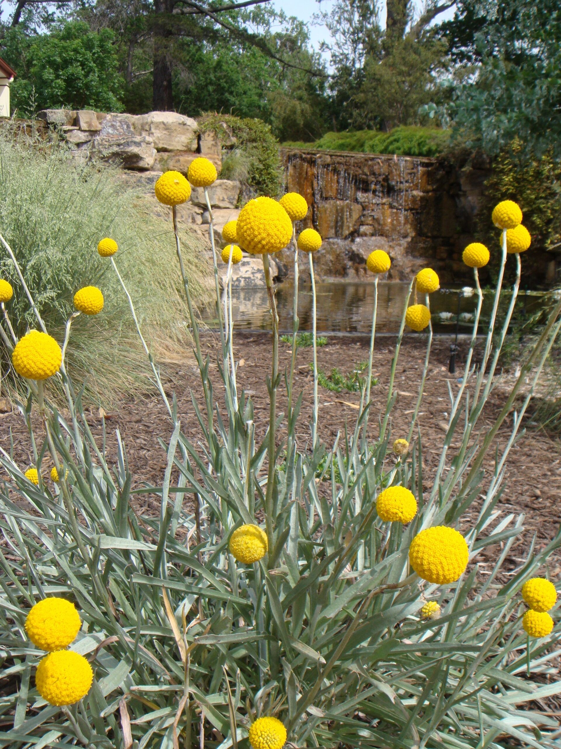 billy buttons, bring natural beauty as offered by Gardengreen