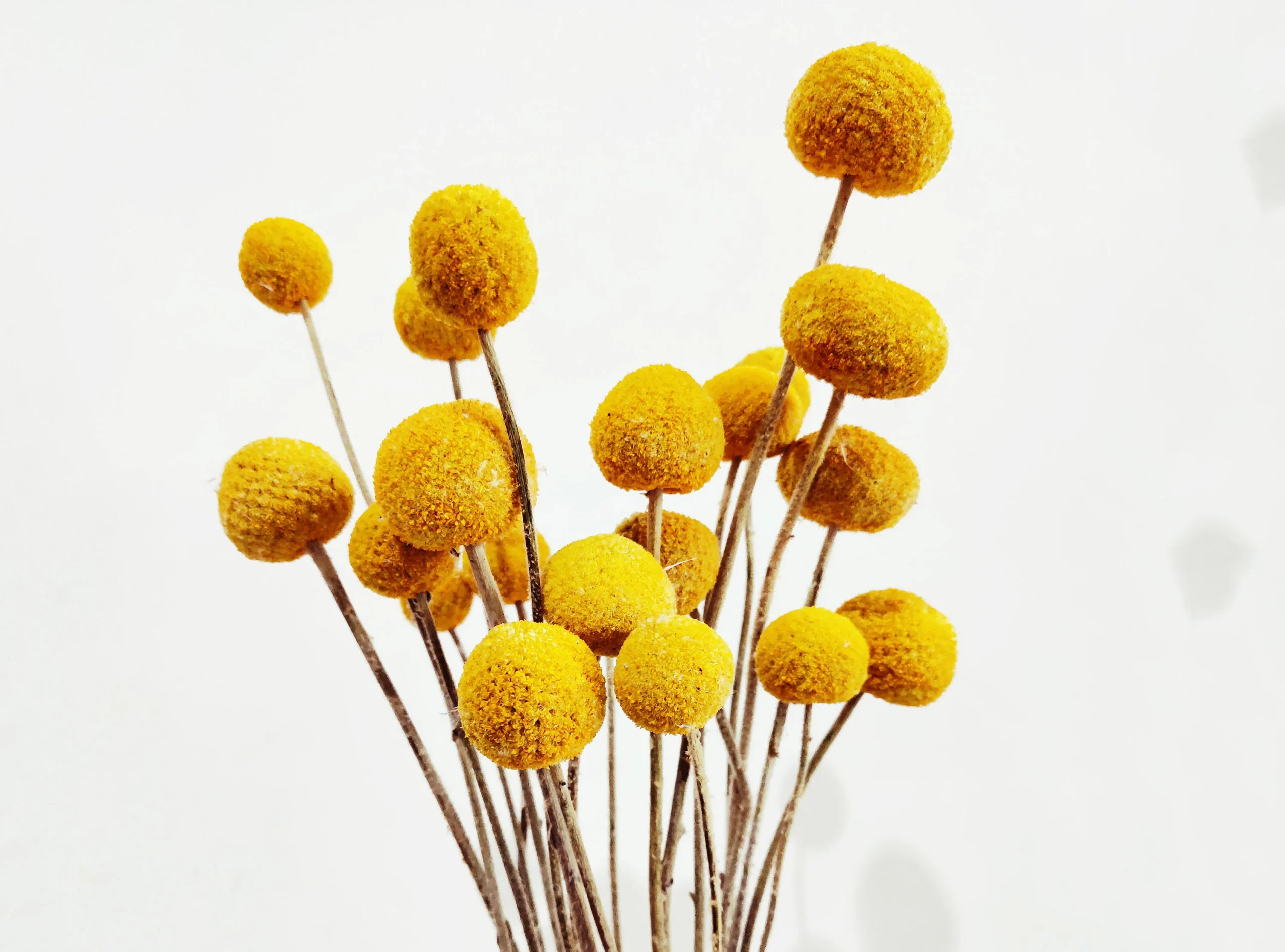 Billy buttons, decor thye house with natural or artificial billy buttons by gardengreen