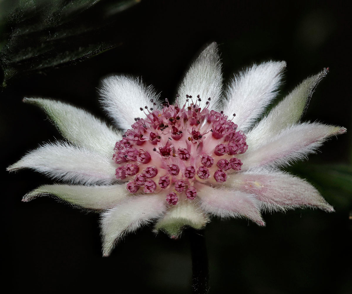 flannel flowers natural by gardengreen