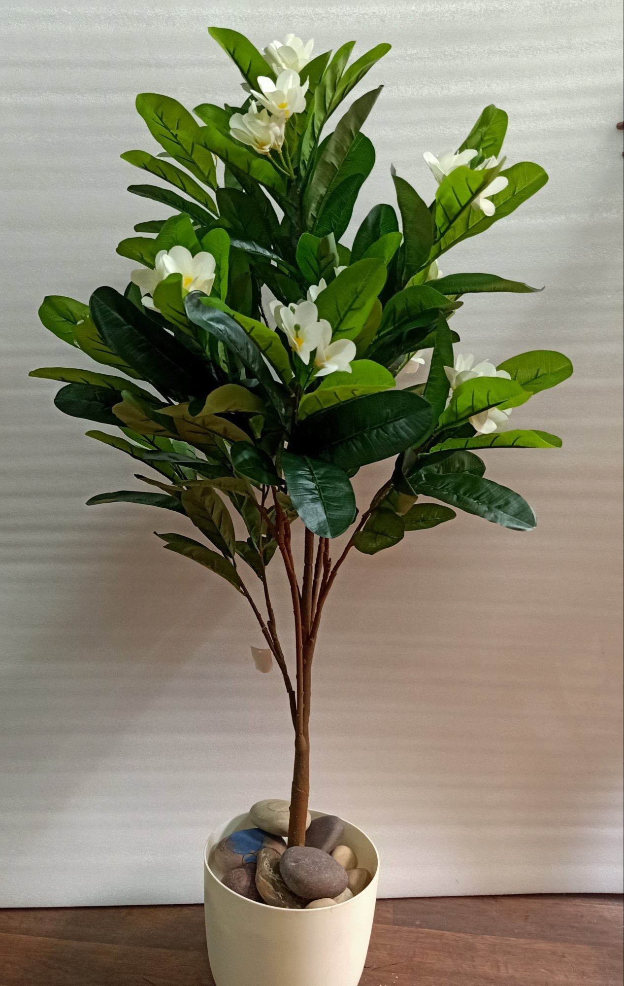 frangipani plant decoration by gardengreen