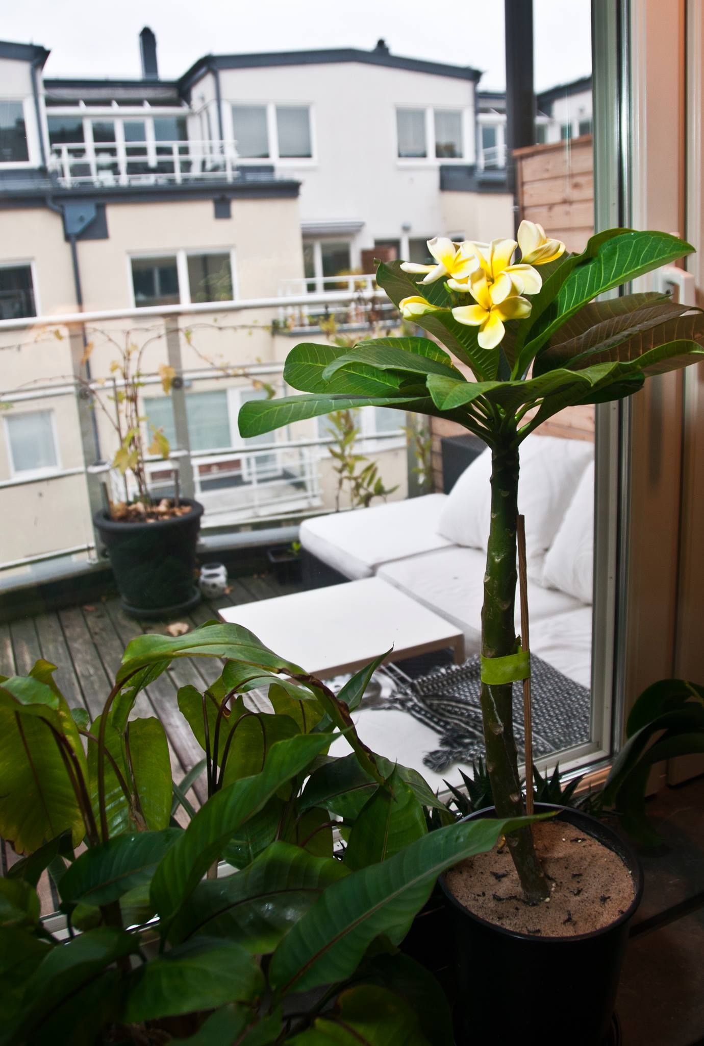 frangipani tree indoor by gardengreen