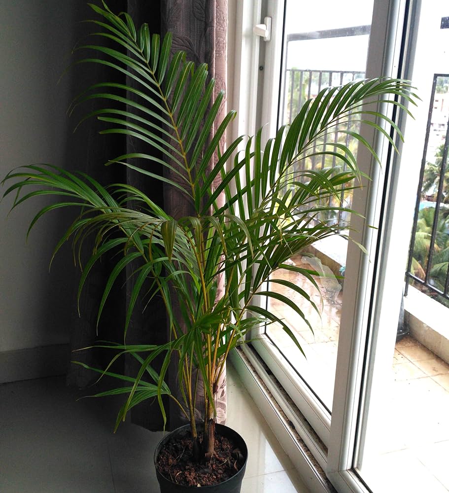 golden cane palm indoor decoration by gardengreen