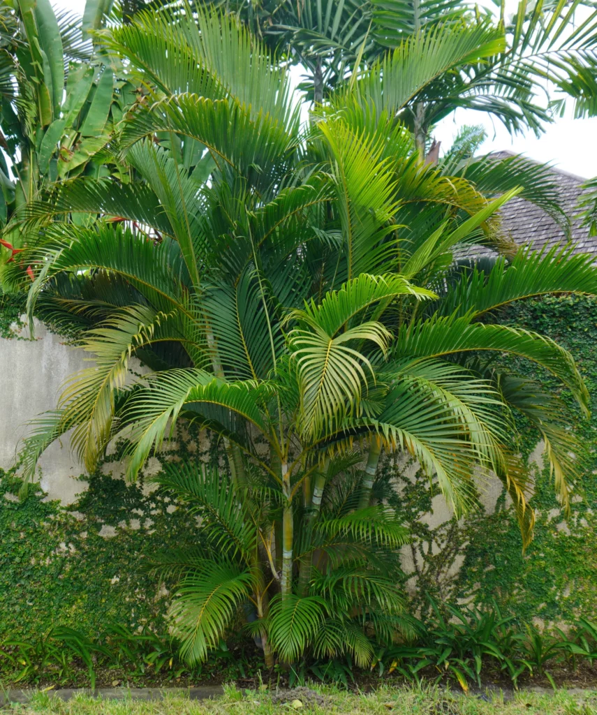 golden cane palm tree by gardengreen