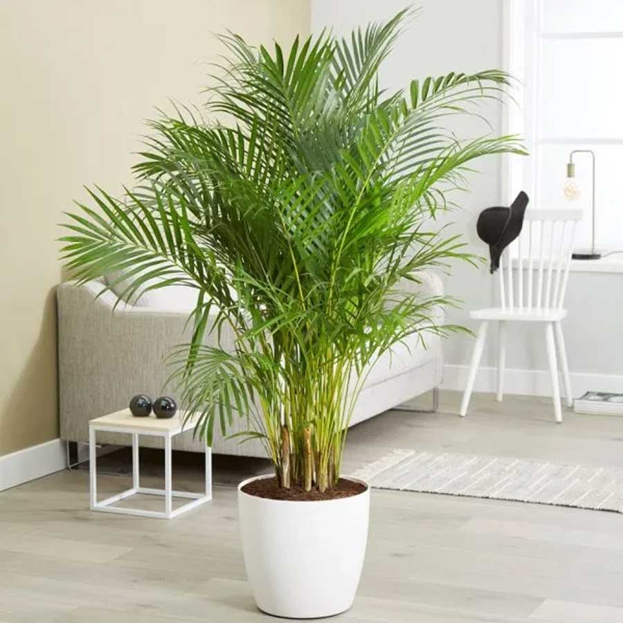 faux palm tree by gardengreen