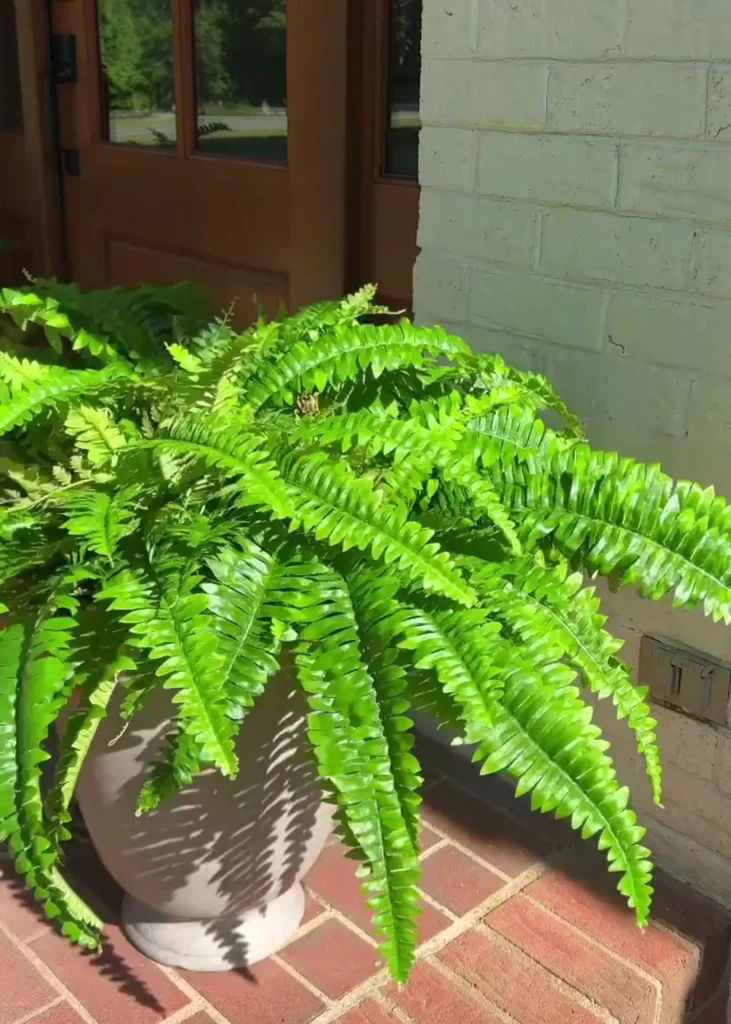 artificial ferns indoor