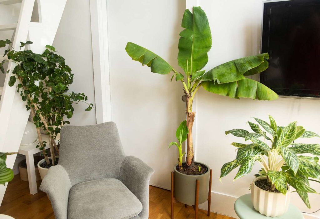 banana plant drawing room indoor decoration by gardengreen