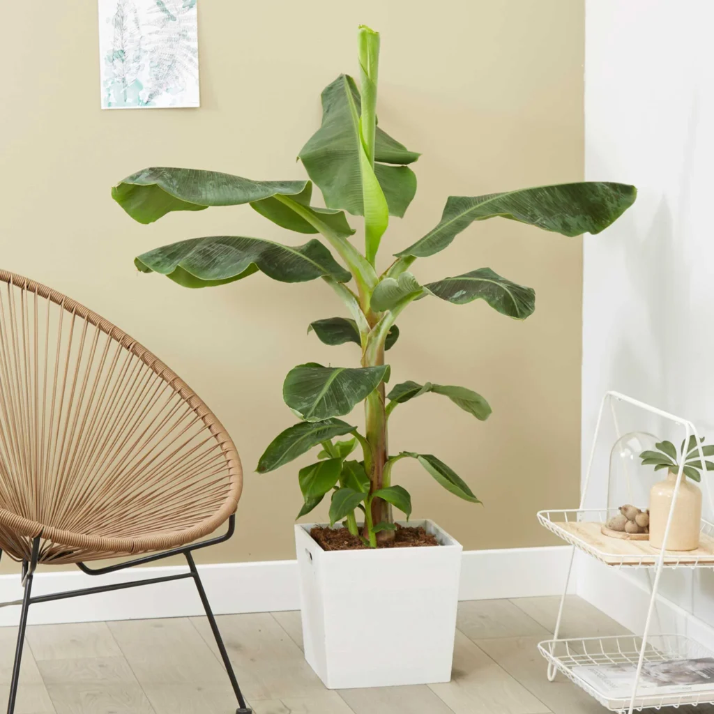 banana tree in living room by gardengreen