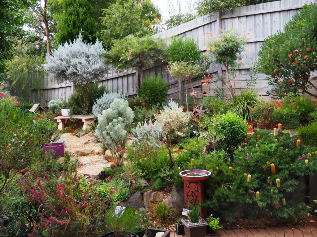 banksia in garden by gardengreen