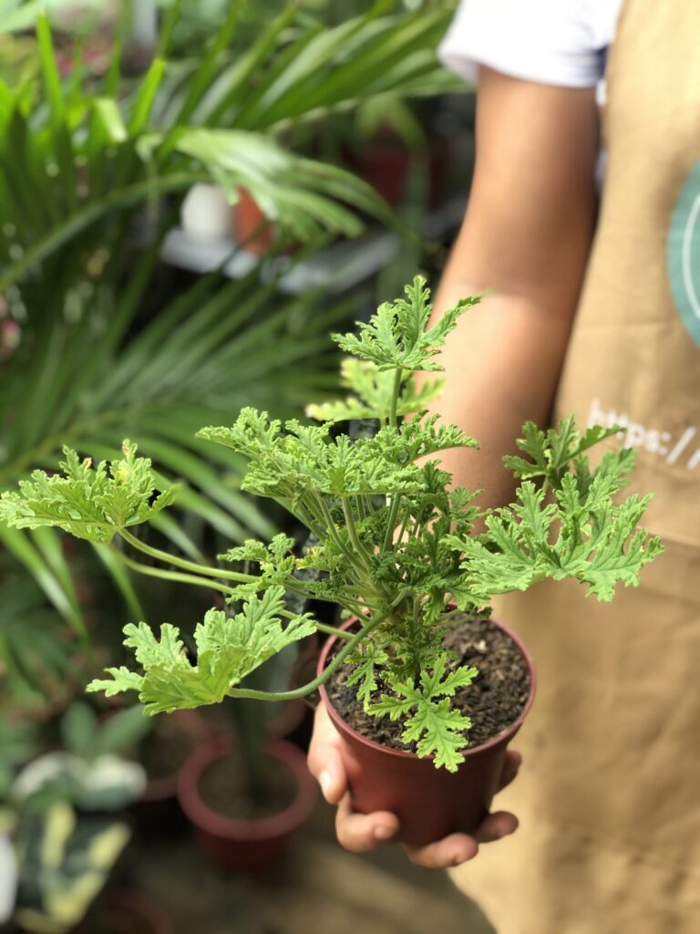 citronella plant by gardengreen grow in your garden