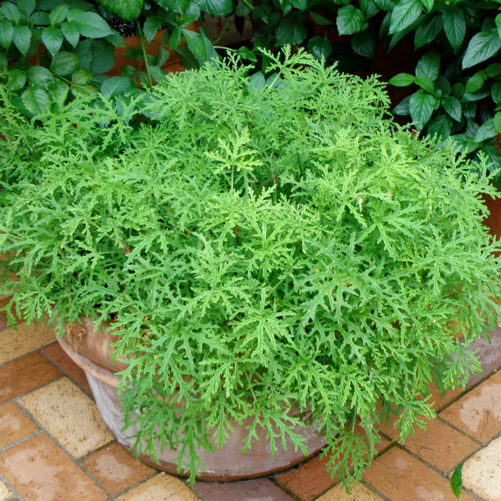 citronella plants by gardengreen mosquito repellent