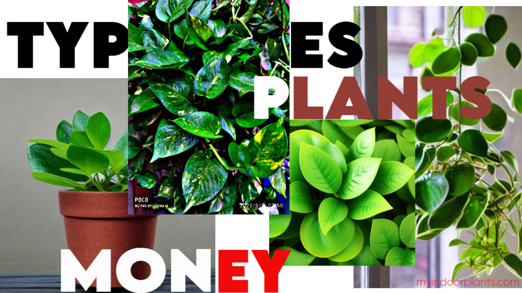 types of money plant