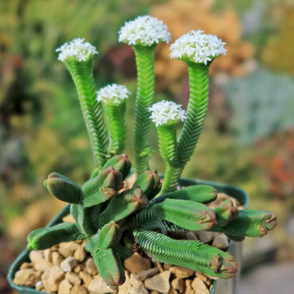 pagoda succulent plant