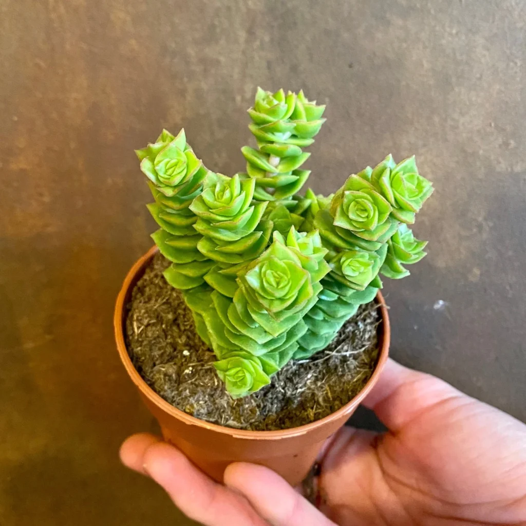 pagoda succulent in pot