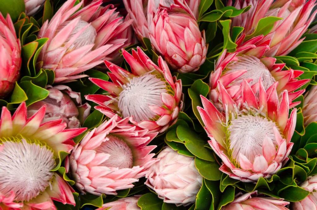 pink protea flowers