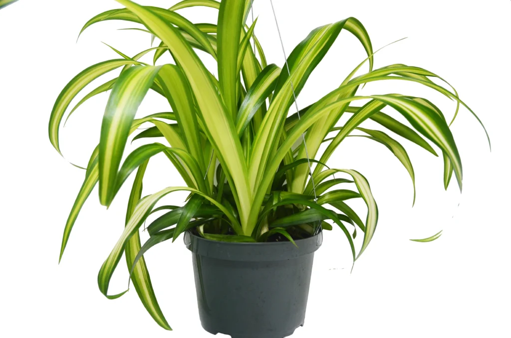 artificial spider plant in vase