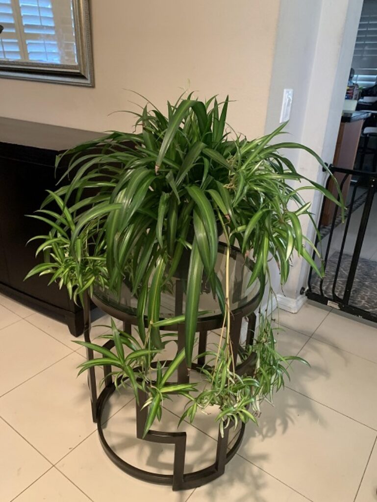 faux spider plant