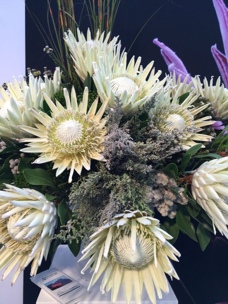 king white protea  in home decor