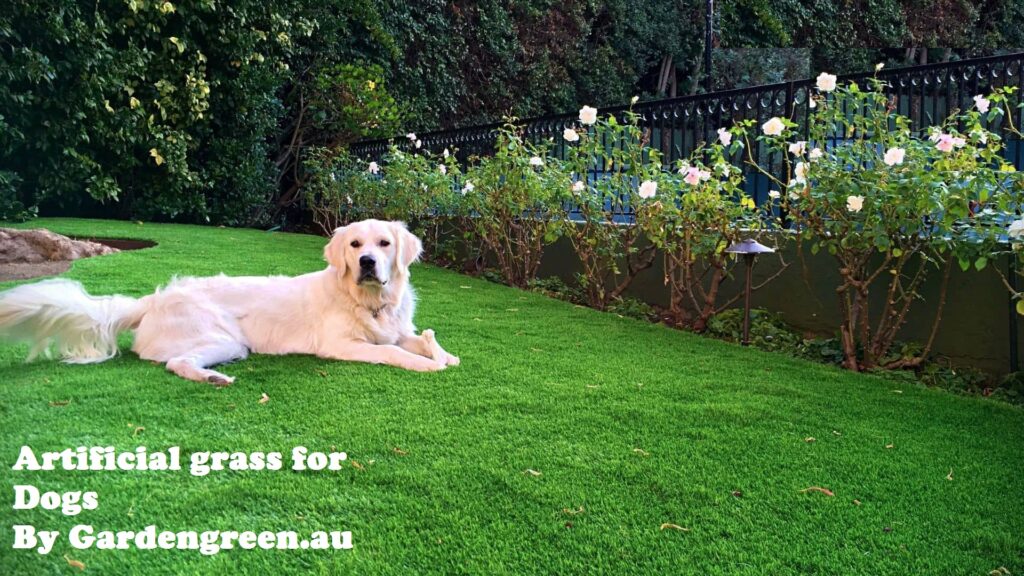 turf for dogs by gardengreen pet grass