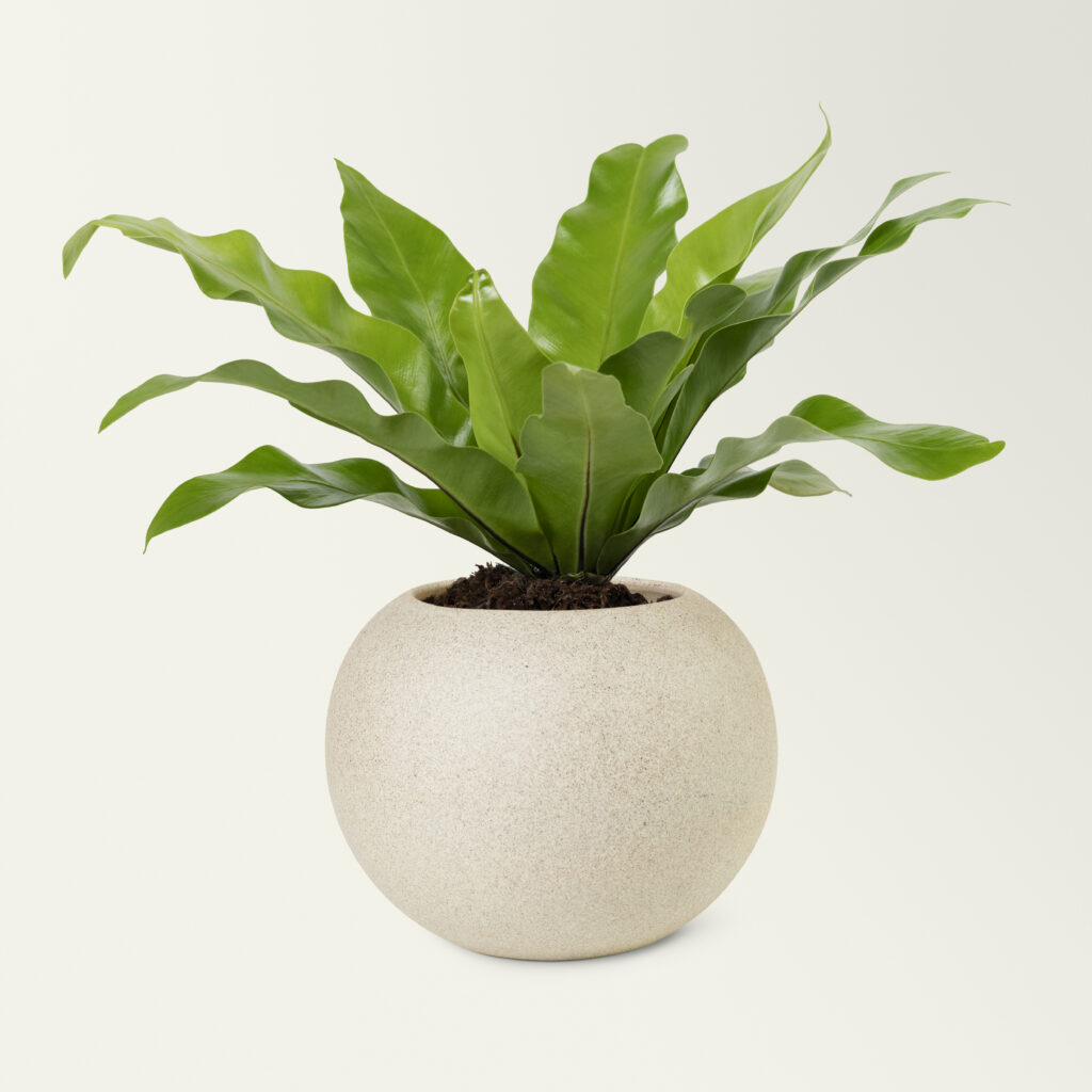 Artificial bird's nest fern in a beige pot