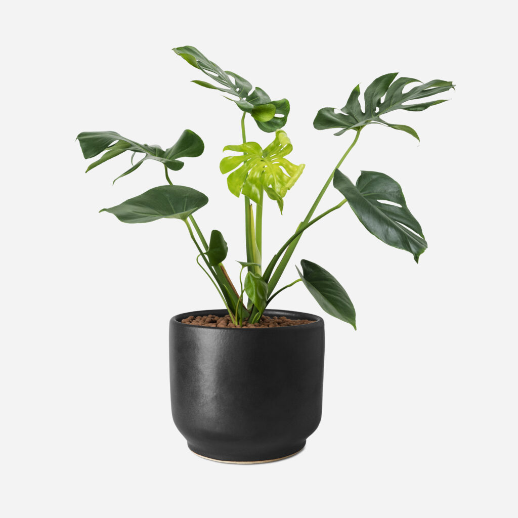 Artificial monstera plant in a black pot for office decor
