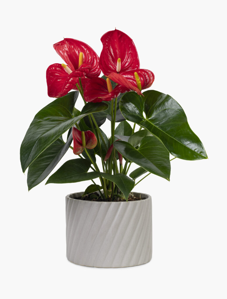 Artificial red anthurium plant in a grey pot