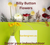 how to grow Billy-Button-Flowers-by-gardengreen.