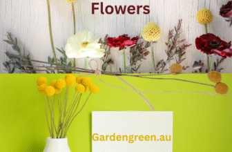 how to grow Billy-Button-Flowers-by-gardengreen.