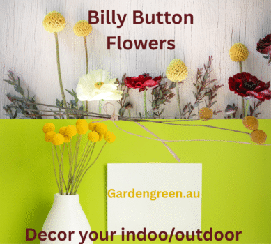 how to grow Billy-Button-Flowers-by-gardengreen.