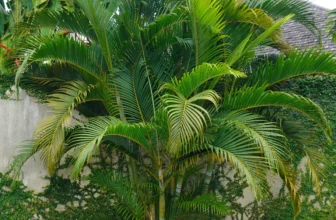 golden cane palm problems and its fixes