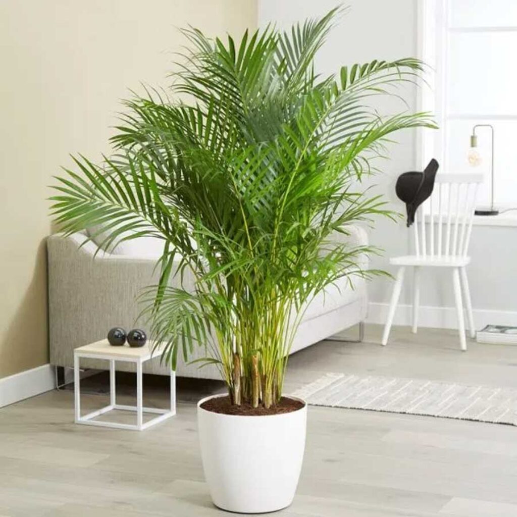 indoor palm tree by gardengreen