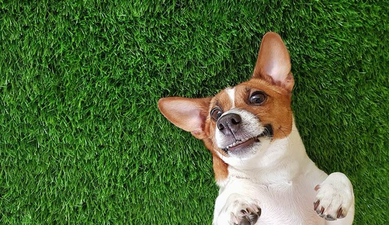 View of Best Artificial Grass for Dogs: Finding the Best Option - Garden Green ...