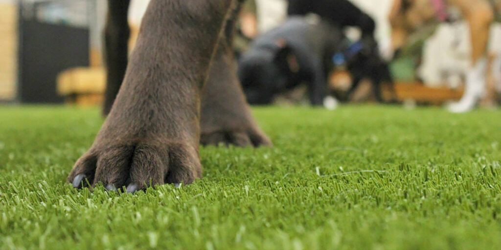 K9 artificial faux grass for dogs australia