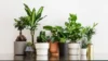Artificial plants by gardengreen best