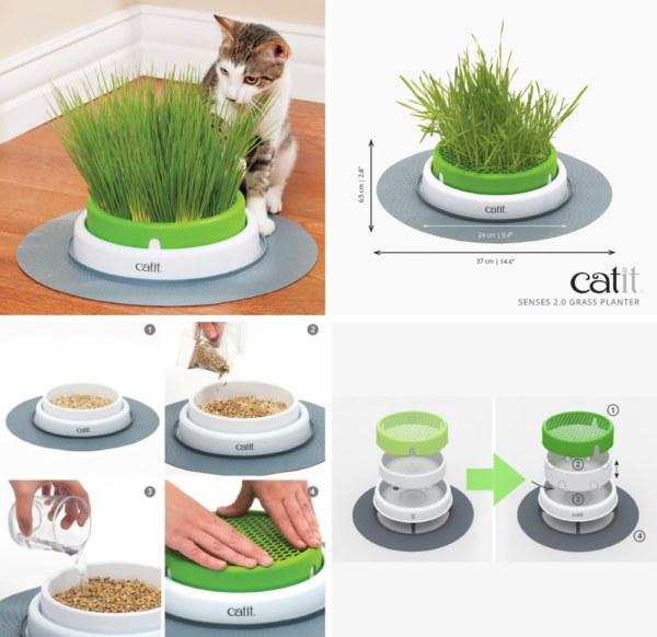 cat grass