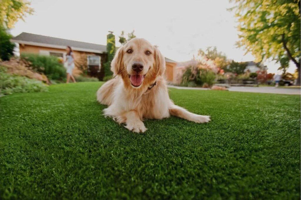 all seasons synthetic turf for dogs by gardengreen pet