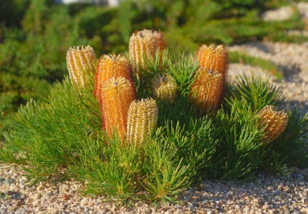 Banksia-Coastal-Cushion flowers by gardengreen