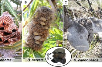 how to grow banksia from seed