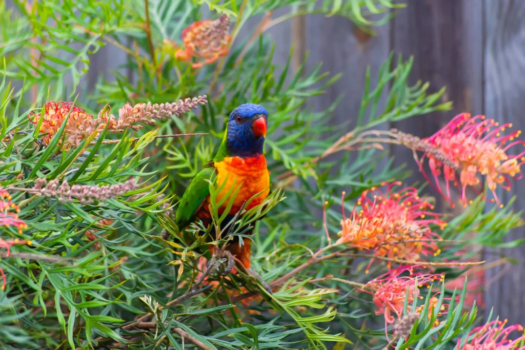 Grevilleas grow across Australia, but not everywhere