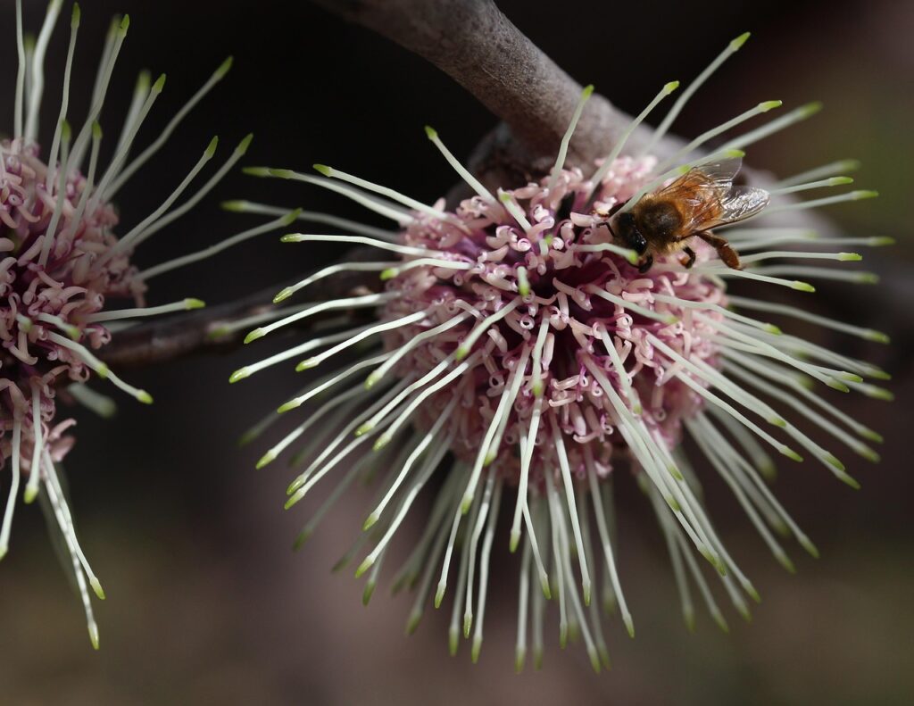 pin cushion hakea laurina
