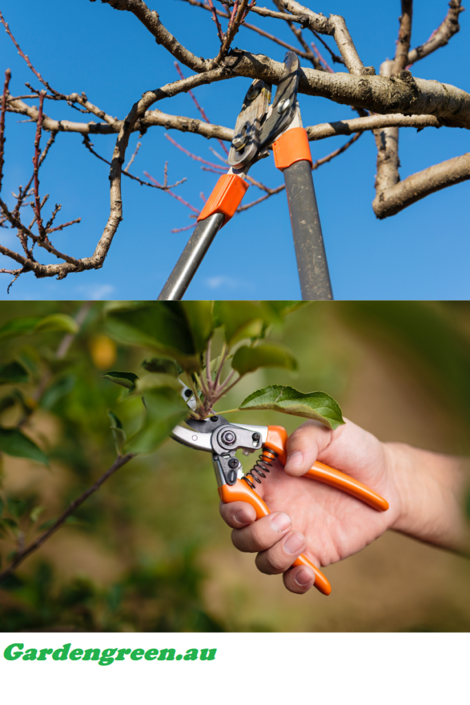 best way of pruning the pin cushion hakea