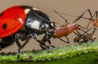 Ladybird eating garden pests naturally on Banksia leaves