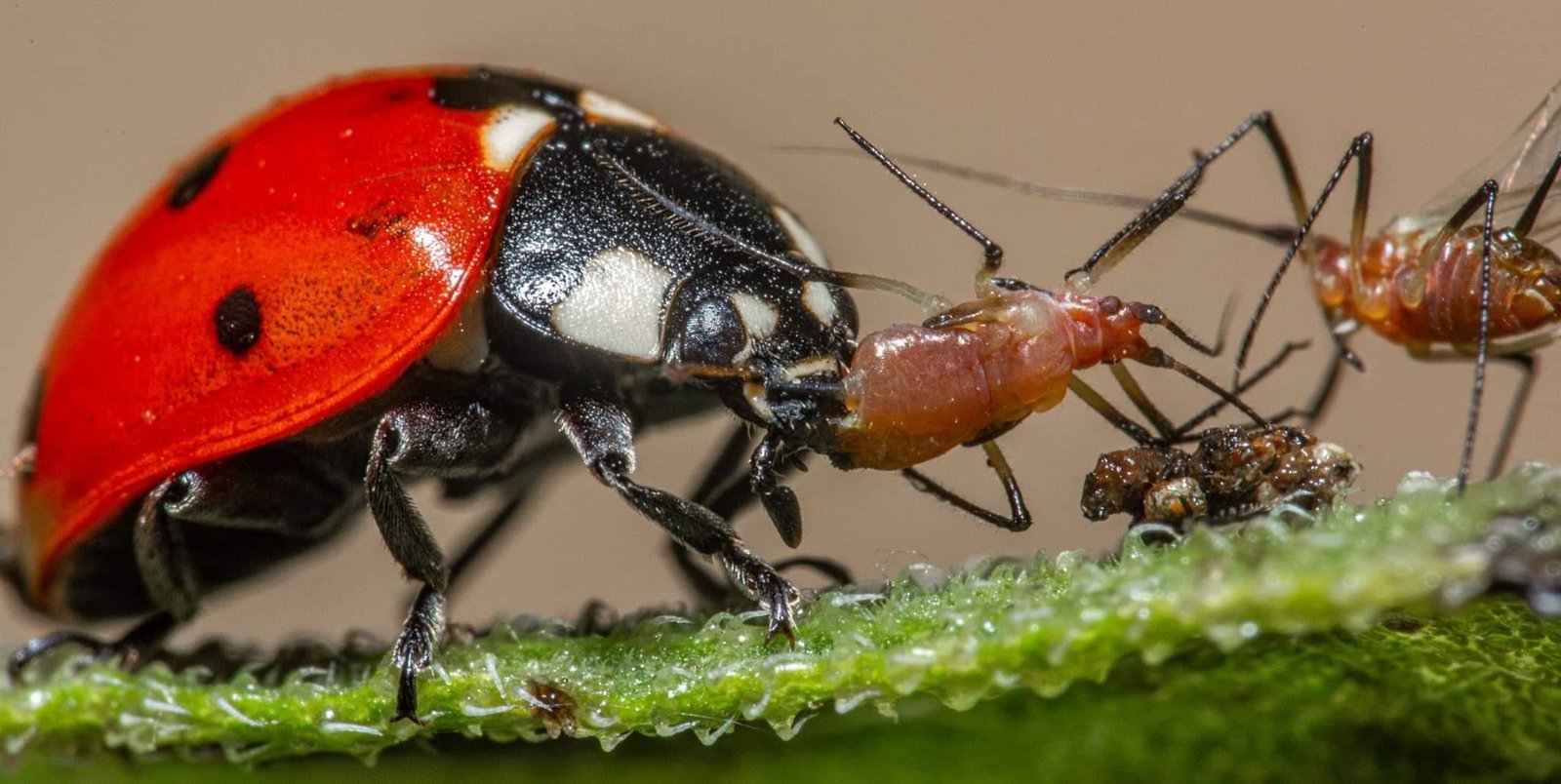 Banksia and Grevillea Pests: How to Spot and Stop Them Naturally + Pet ...
