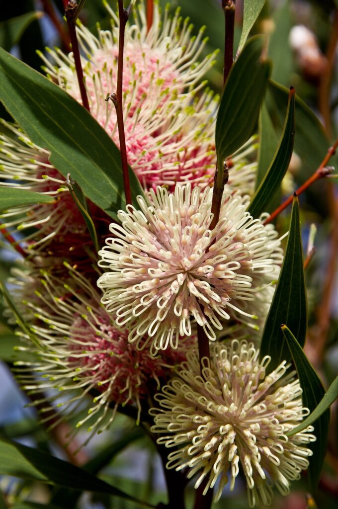 a healthy and fresh Hakea laurina (Pincushion Hakea)