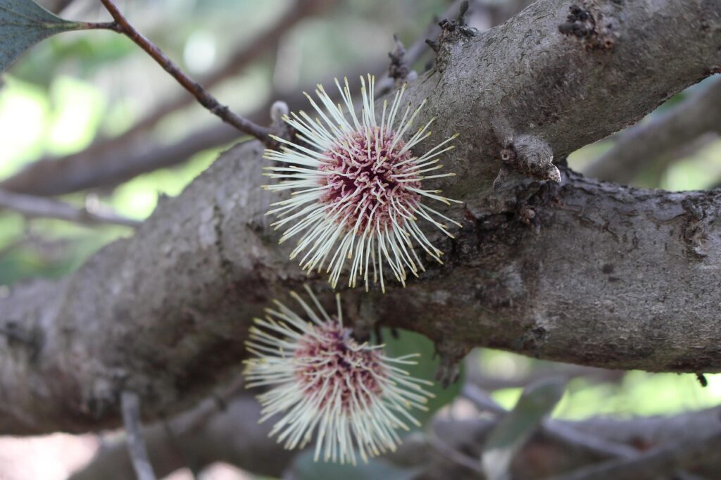 growing from seed Pin cushion hakea laurina