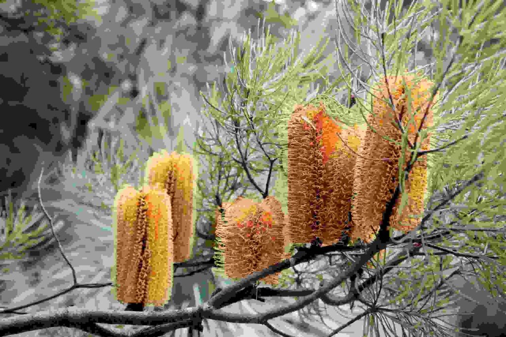 small banksia for small gardens