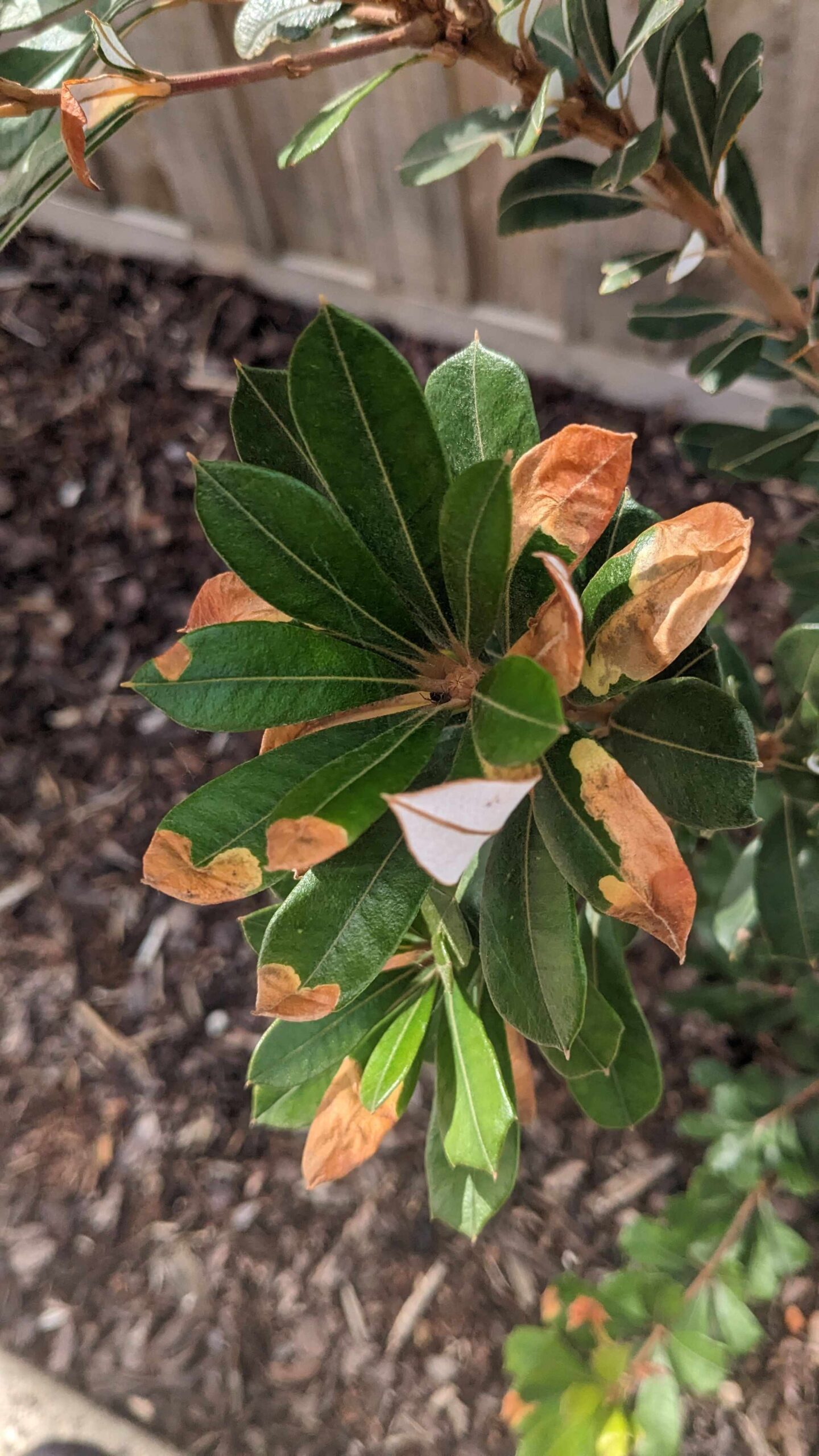 why banksia is dying fix it