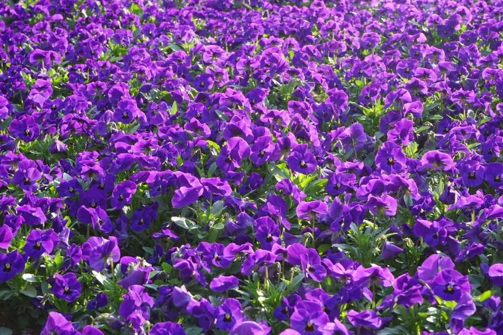 Backyard garden in Australia with Hardenbergia violacea trailing over a trellis