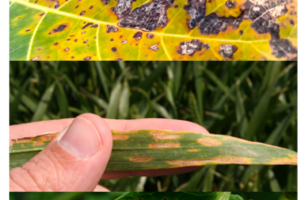 common problems diseases in Magnolia