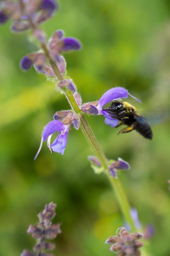 Close-up of Hardenbergia violacea Australia pet and bee friendly purple flowers in spring